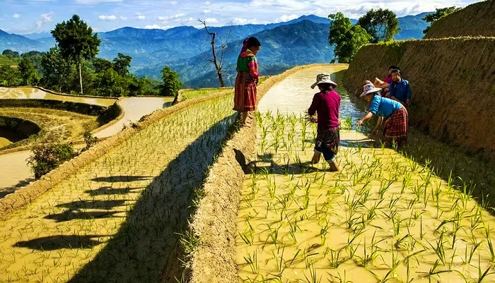 Kho Báu Trà & Câu Chuyện Bản Địa (9)